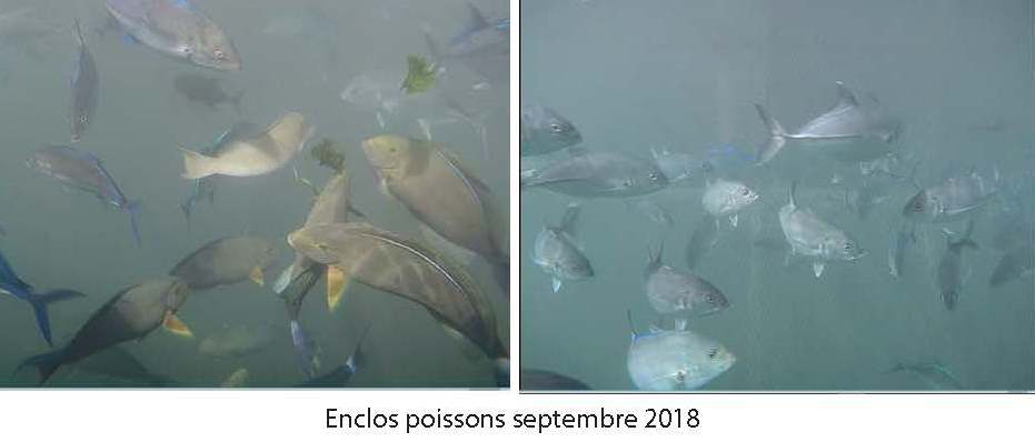 Poissons 